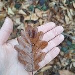 Quercus petraeaЛисток