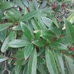 Viburnum propinquum Leaf