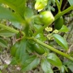 Jasminum odoratissimum Fruto