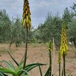 Aloe striatula Floare