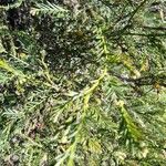Sequoia sempervirens পাতা