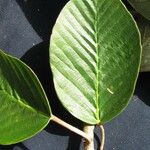 Coussapoa villosa Blad