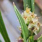 Plantago amplexicaulis Blüte
