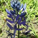 Camassia quamash Çiçek