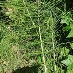 Equisetum fluviatile পাতা