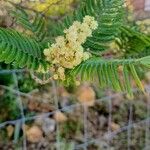 Acacia mearnsiiКвітка