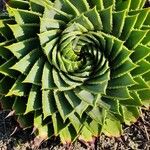 Aloe polyphylla Blad