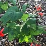 Salvia roemeriana Folla