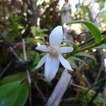 Angraecum ramosum Цветок