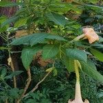 Brugmansia versicolor অভ্যাস