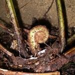 Thelypteris falcata その他の提案