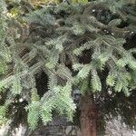 Abies cephalonica Fuelha