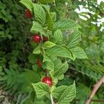 Prunus tomentosa Blatt