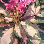 Graptophyllum pictum Flor