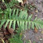 Polypodium interjectum ശീലം