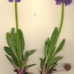 Primula auriculata Hábito