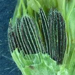 Agoseris heterophylla Fruit