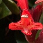 Aeschynanthus radicans Maua