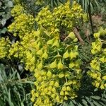 Euphorbia characias L.പുഷ്പം