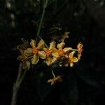 Salacia longipes Flower