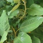 Magnolia delavayi Лист