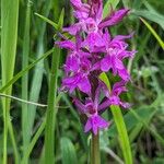 Dactylorhiza traunsteineri Kwiat