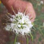 Cleomella serrulata Flower