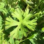 Geranium dissectum Blatt