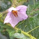 Solanum dasyphyllum Flower