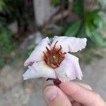 Strophanthus gratus Flower