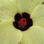 Hibiscus surattensis Fiore