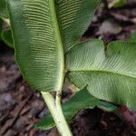 Coniogramme africana Leaf