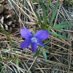 Viola pedatifida 整株植物