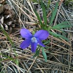 Viola pedatifida Vivejo