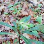 Euphorbia amygdaloides Fleur