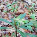 Euphorbia amygdaloides Flower