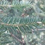 Abies cephalonica Folha