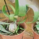 Albuca bracteata List