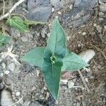 Mirabilis longiflora Blad