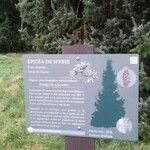 Picea omorika Other