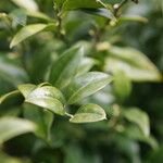 Sarcococca pruniformis Fuelha