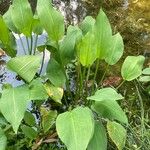 Alisma plantago-aquatica Ліст