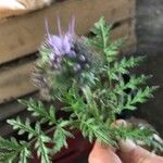 Phacelia tanacetifoliaFlower