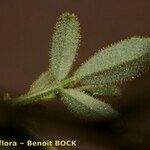 Ononis polyphylla Blatt