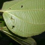 Miconia crenulata Blad