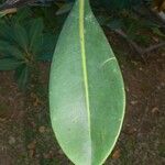 Norantea guianensis Lubje