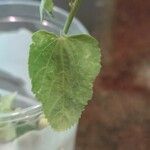 Abutilon incanum Leaf