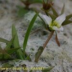 Damasonium polyspermum Muu