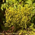 Arceuthobium azoricum その他の提案