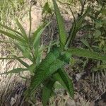Eupatorium perfoliatum Лист